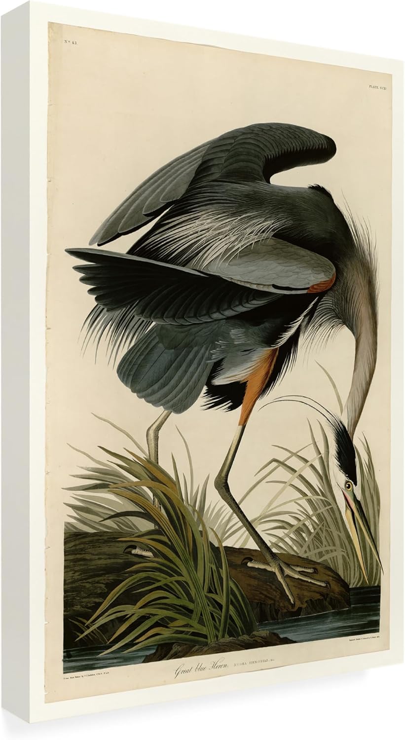 Wrapped Canvas Wall Art - John James Audubon 'Great Blue Heron' Wall Art for Living Room, Bedroom, or Office Décor - 12x19