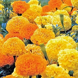 2000 African Marigold Seeds Crackerjack Mix, by Seeds2Go