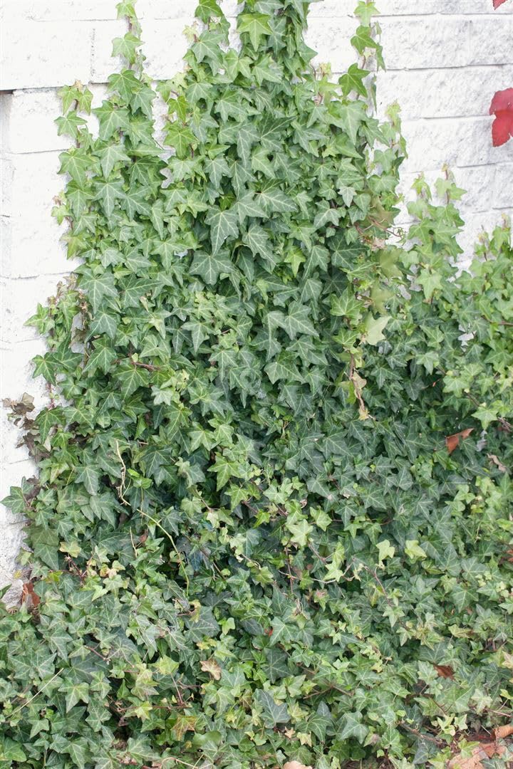 Hedera helix 'Woerner' 4060 cm  Immergrn, Winterhart, Pflegeleicht  Efeu   Kletterpflanze fr Wand & Zaun : Amazon.de: Garten