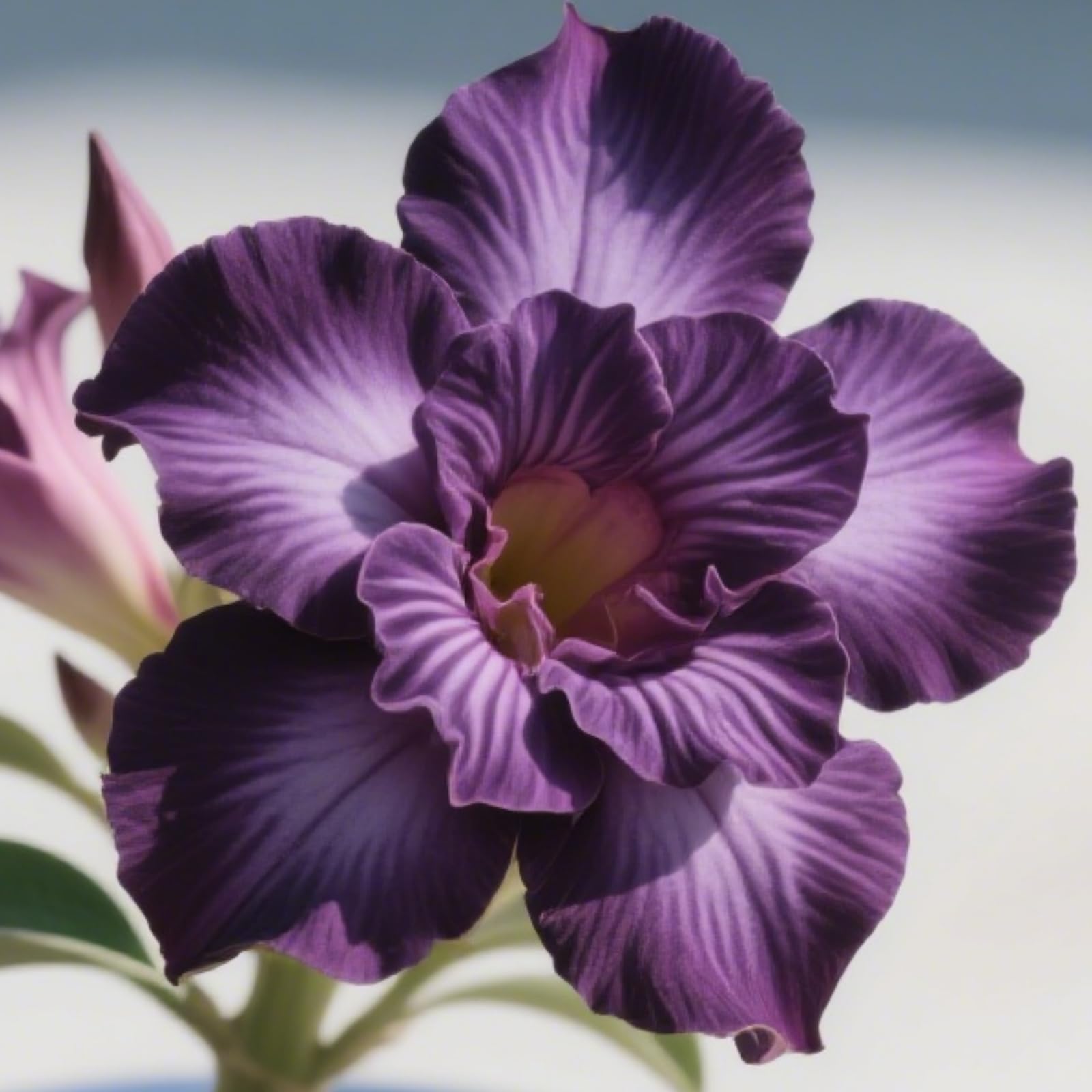 Desert Rose-Flowering Bulbs Excellent Display Indoor-B-5 Bulbs