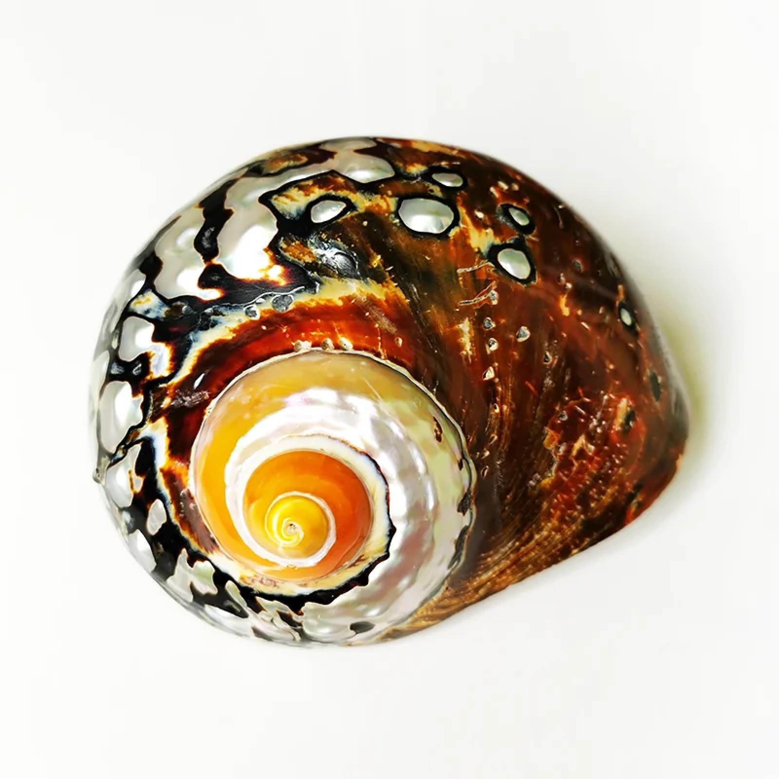 Conchiglie per artigianato, 1 pezzo, 7-8 cm, sarmatico africano, eremita, granchio, conchiglie, grande, turbante sudafricano, conchiglia, marrone, turbo, naturale, lumaca, casa, per decorazione