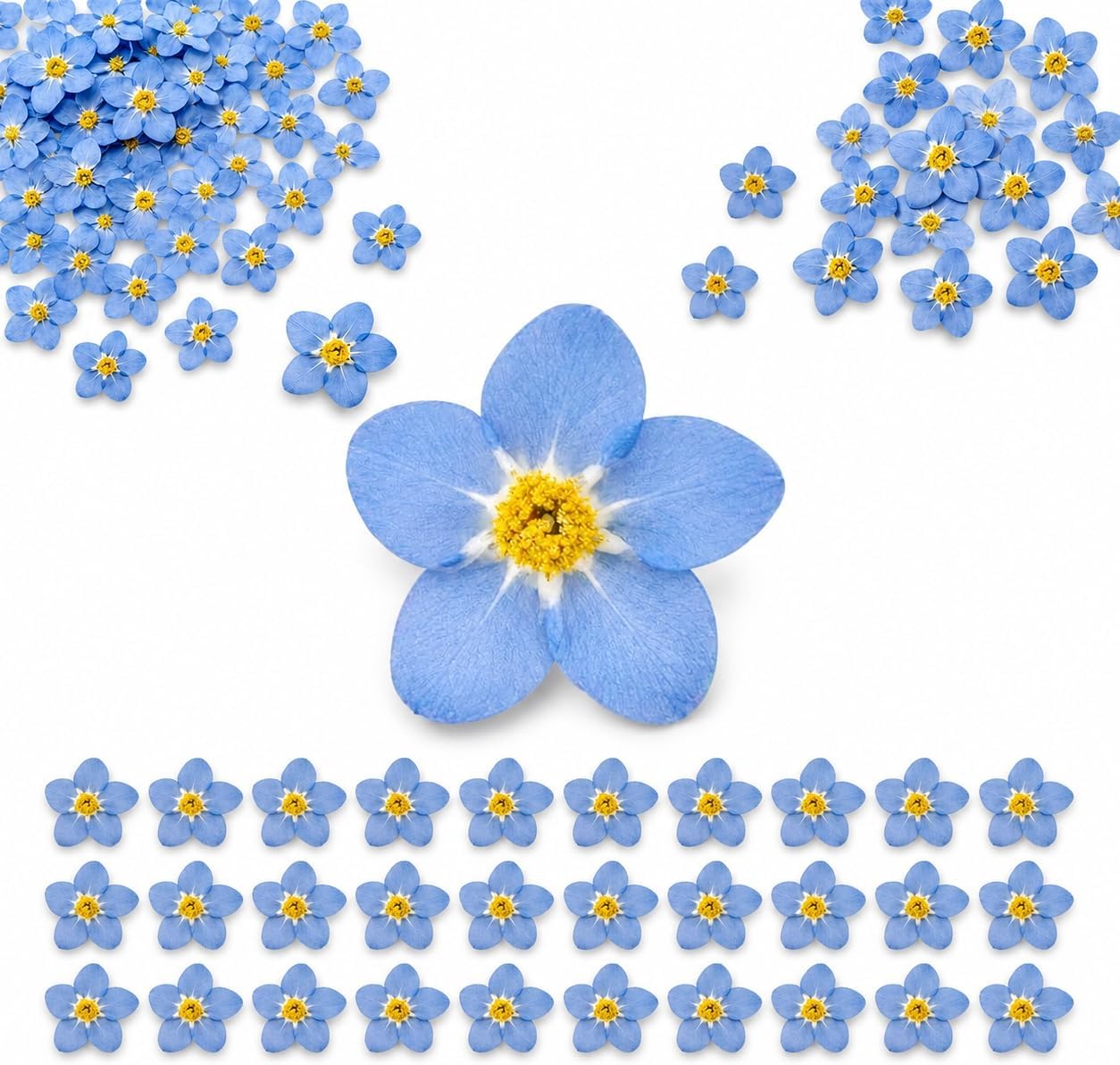 50 Pieces Forget-Me Not Dried Flowers, Natural Pressed Flowers for Epoxy Resin, Scrapbooking, Candles, Soap, DIY Jewellery, Nail Decorations and Crafts