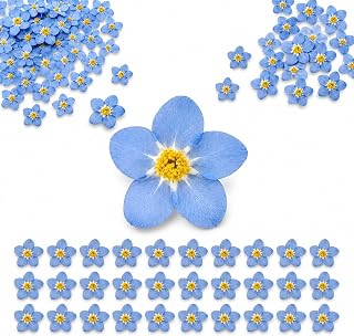 50 PCS Natural Forget Me Not Dried Flowers, Don't Forget Me Dried Real Pressed Flowers for Resin Scrapbooking DIY Art Jewellery Card Candle Soap Crafts Nail Decor, Don't Forget Me Dry Flower
