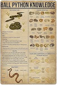Ball Python Knowledge Metal Tin Signs Ball Python Infographic Posters ...