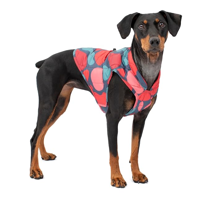 Kurgo Loft - Chaqueta Reversible para Perro, para Llevar con arnés o suéter, Resistente al Agua, Reflectante…