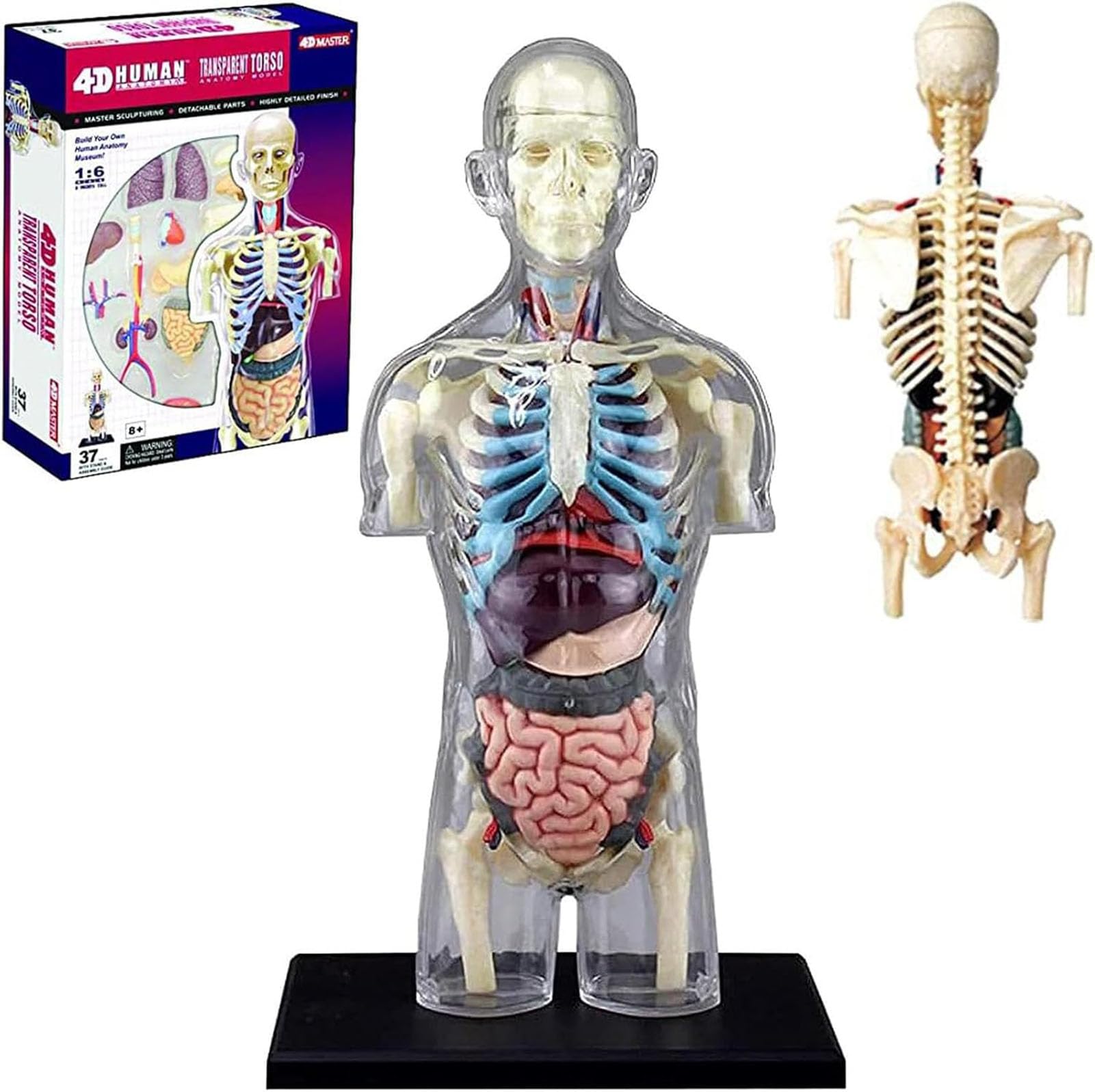 Zestaw 4D przezroczystego modelu anatomicznego tułowia człowieka, model anatomiczny połowy ciała człowieka w skali 1:6, 37 części, odłączany, do prezentacji edukacyjnej i edukacyjnej
