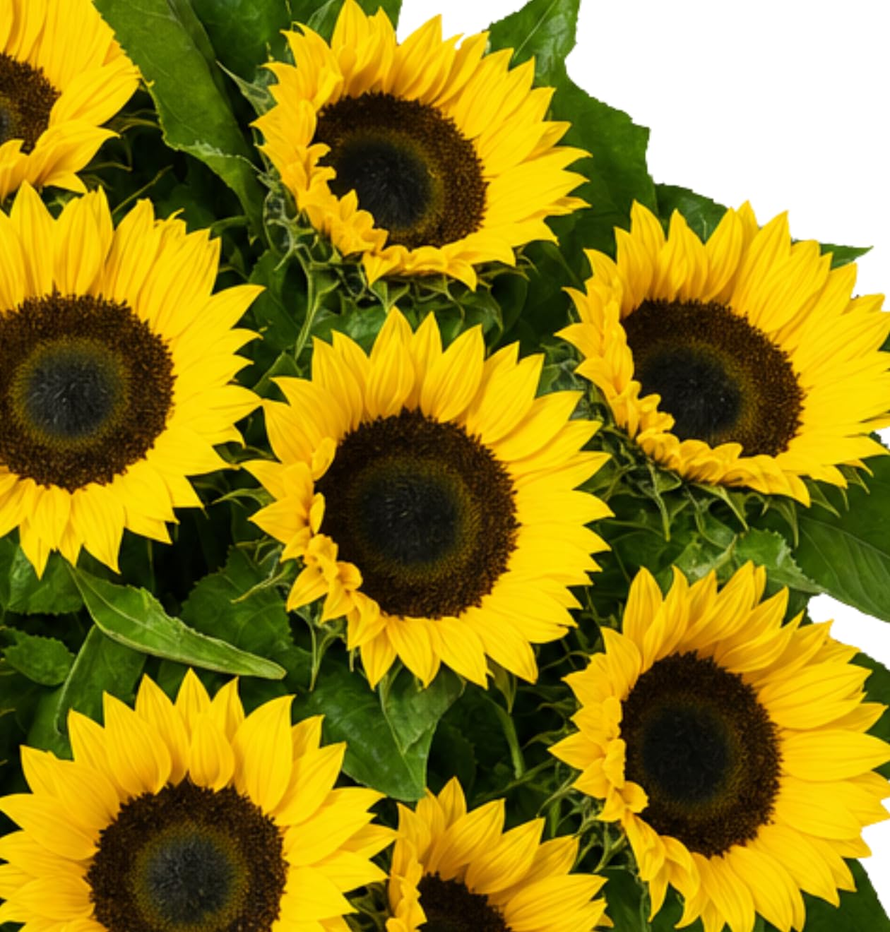10 Sonnenblumen, beste Qualität, Sommerlicher Blumenstrauß, 7-Tage-Frischegarantie, perfekte Geschenkidee, Schneller Blumenversand