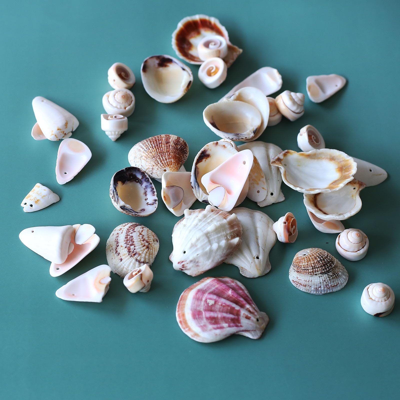 Wedding Decorated Shells Natural White Ark Shells | White Wedding