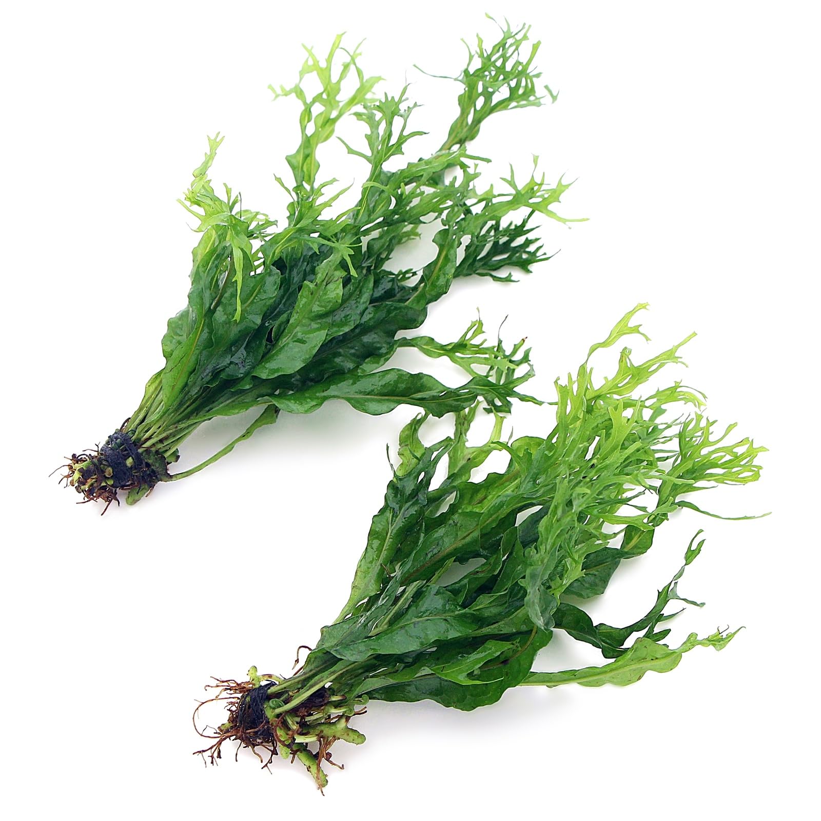 K2AQUA 2X Java Fern Windelov Microsorum Pteropus Windelov Live Aquarium Plants Rhizome Tropical Tank