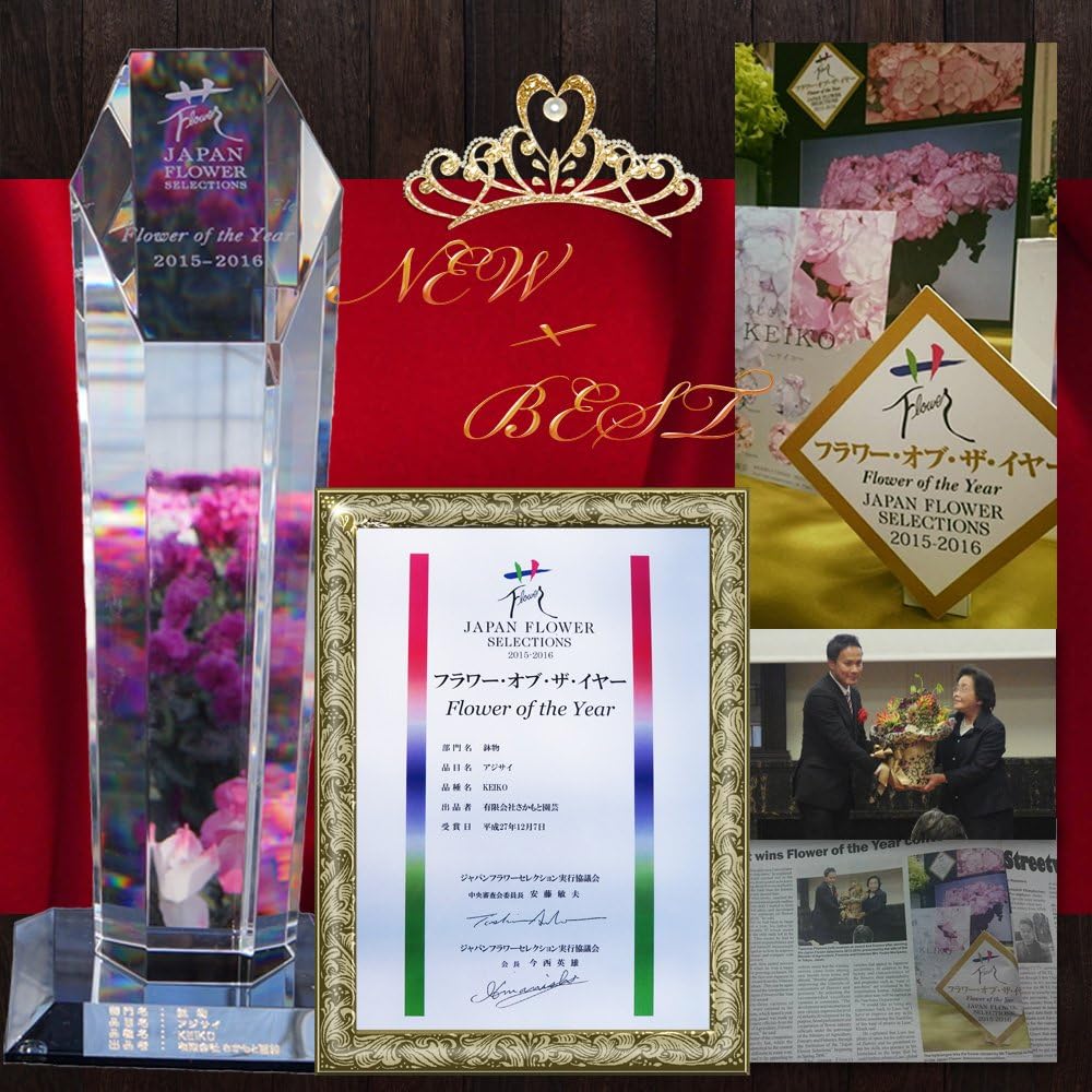 Amazon ケイコ ブルー さかもと園芸 達人のあじさい 母の日 あじさい アジサイ 紫陽花 花鉢植え 花 ギフト プレゼント 贈答品 観葉植物 オンライン通販