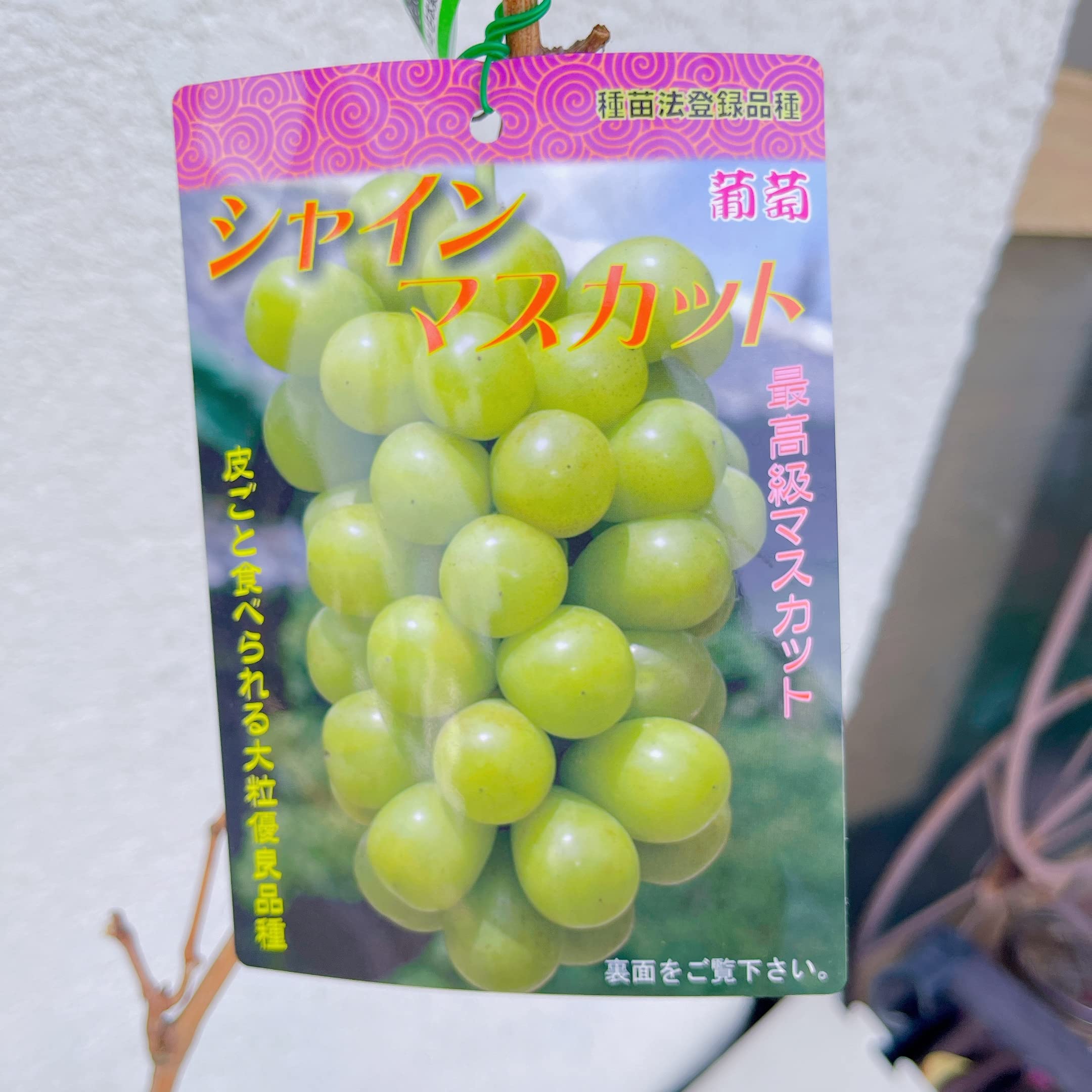 Amazon | ぶどう 苗木 【シャインマスカット ［登録品種］】 1年生