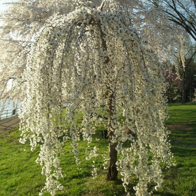 2 Weeping Cherry Blossom Tree Plants, Dwarf Cherry Blossom Tree Plant, 8 to 10 Inch Tall Cherry Flower Plant in Pot, Perennial Cherry Blossom for Outdoor Garden