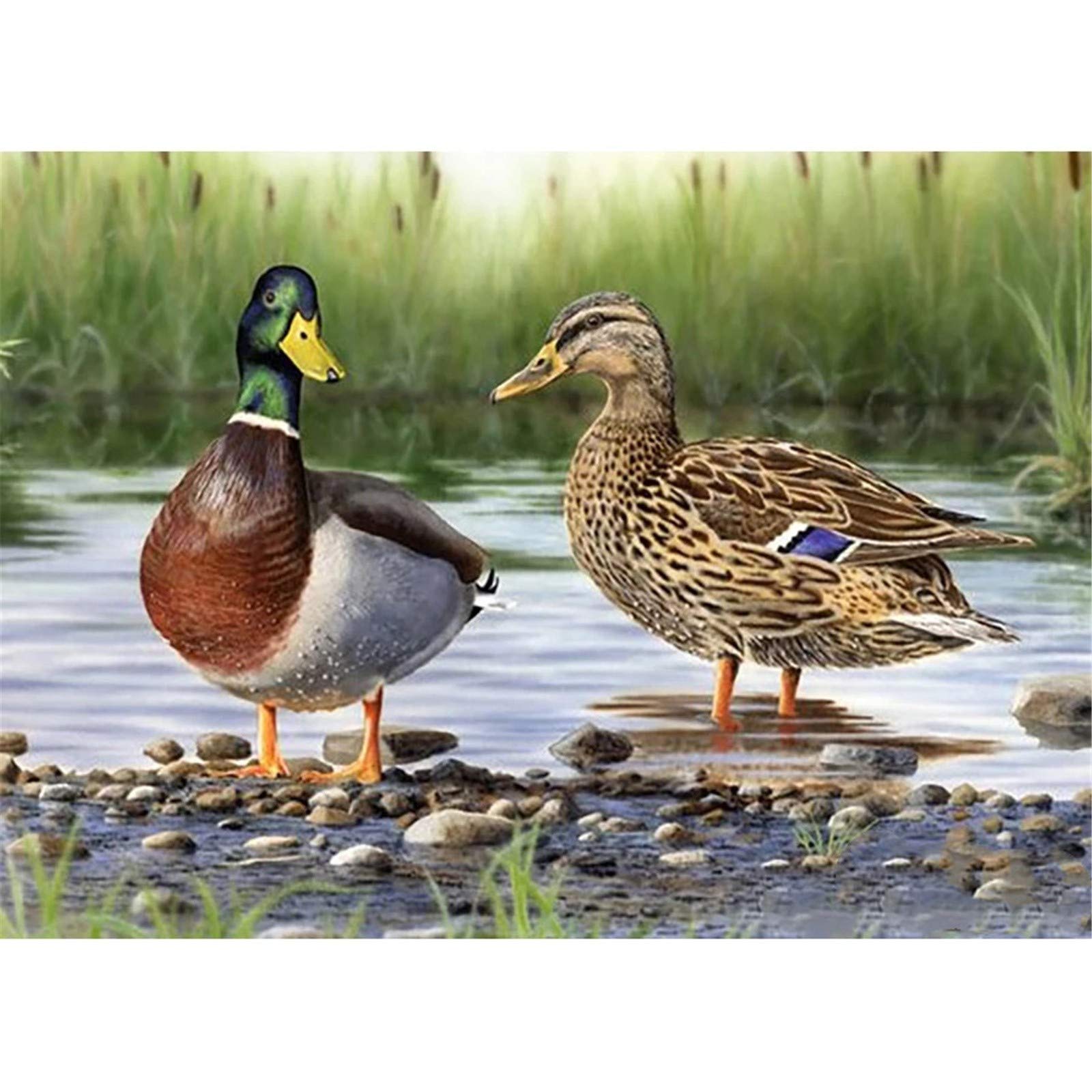 Ailne DIY 5D Diamond Painting by Number Kit for Adults - Wild Duck Nature Scene - Crystal Rhinestone - 30x40cm/12x16in - Unfoldable