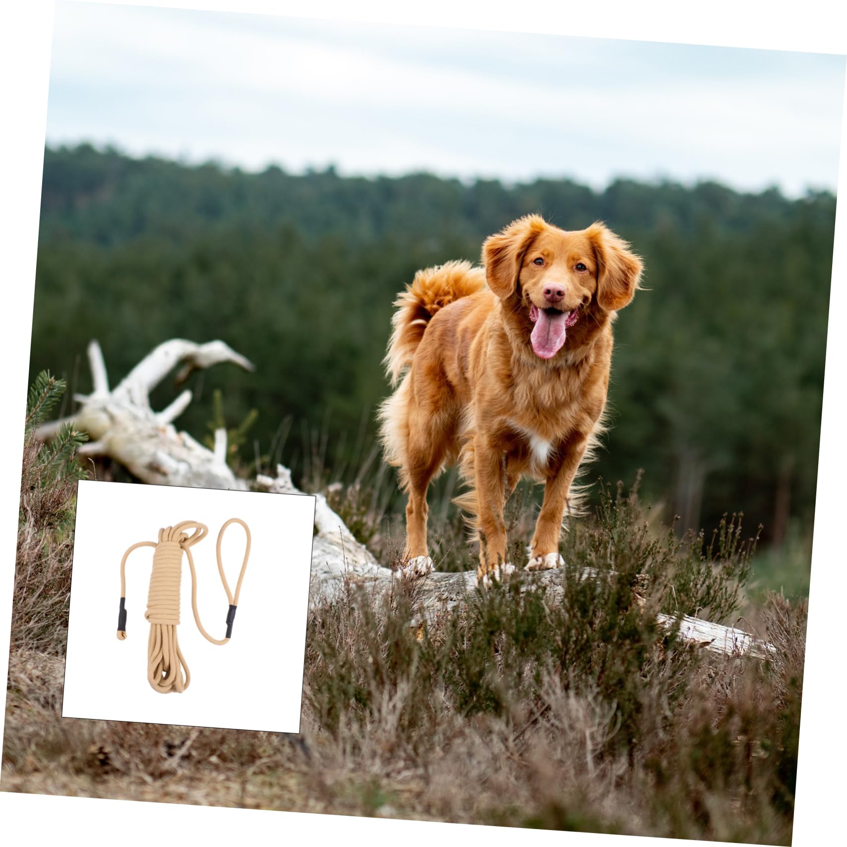 Guinzaglio per Cani lungo Addestramento Outdoor, 10 M | Gancio, Polipropilene Khaki, Resistente ai Morsi e Ammortizzante, per Corsa e Camminata