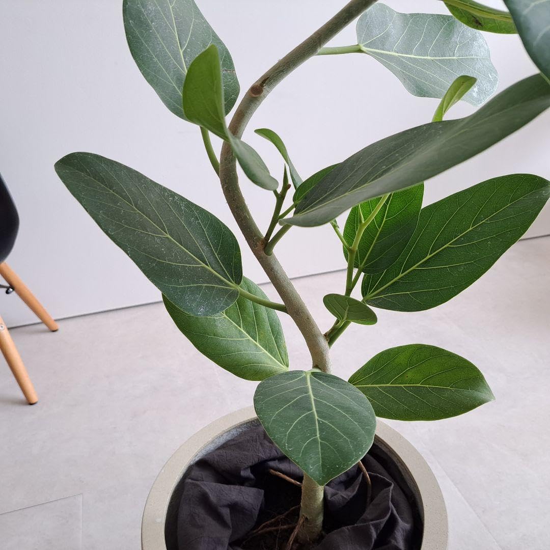 フィカス ベンガレンシス オードリー 曲がり仕立て