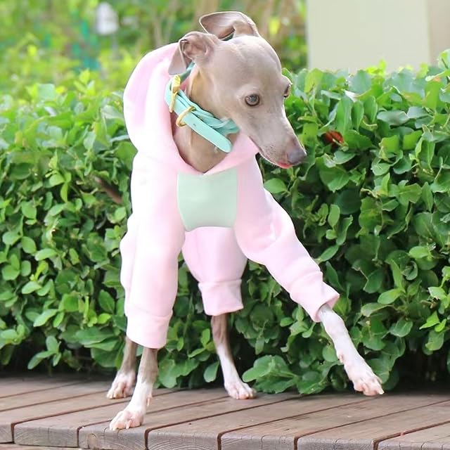Foto 3 de 6 de Ropa for Galgo Italiano, Sudadera con Capucha for Whippet