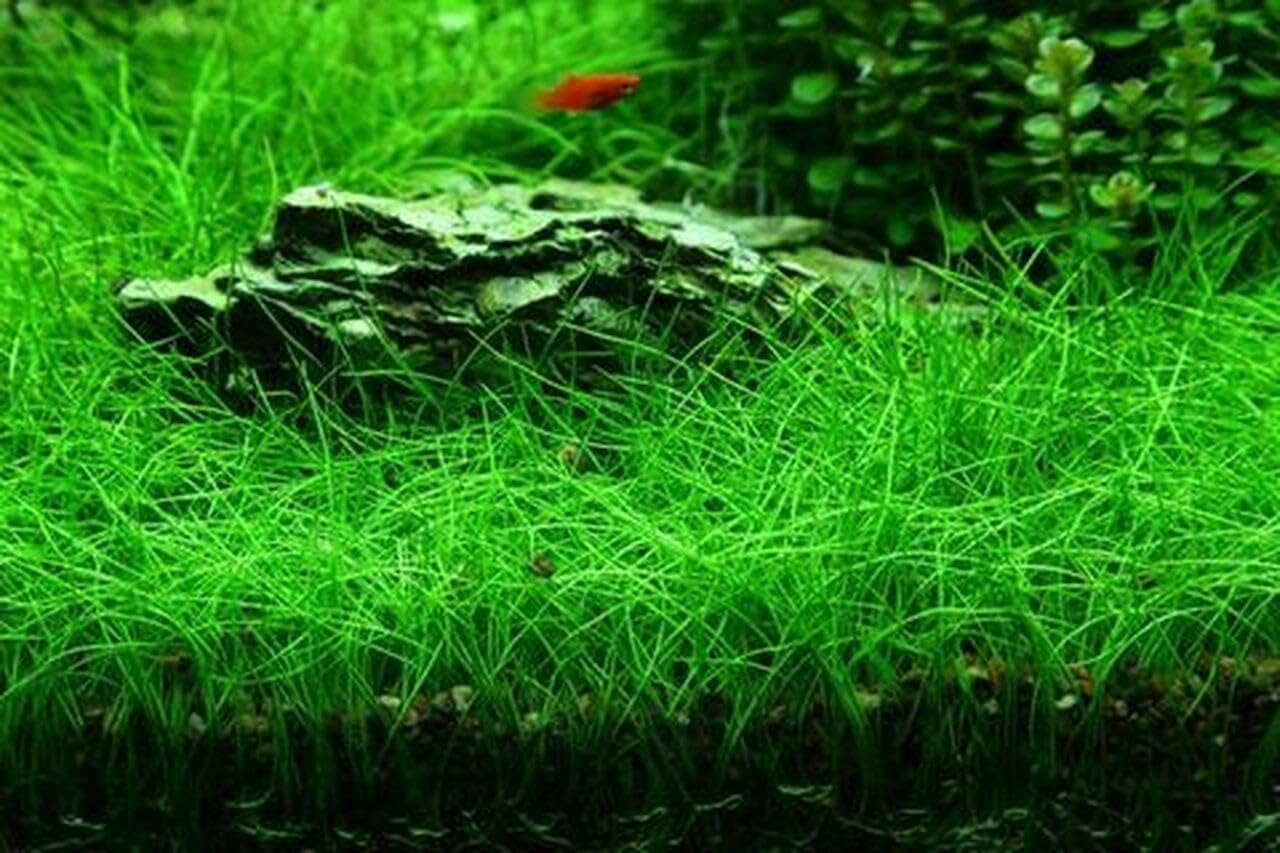 100+ SEEDS- Aquarium Grass Seeds For Planting Home Aquarium - Grow Year Round- No CO2 Required. (Dwarf Hairgrass)