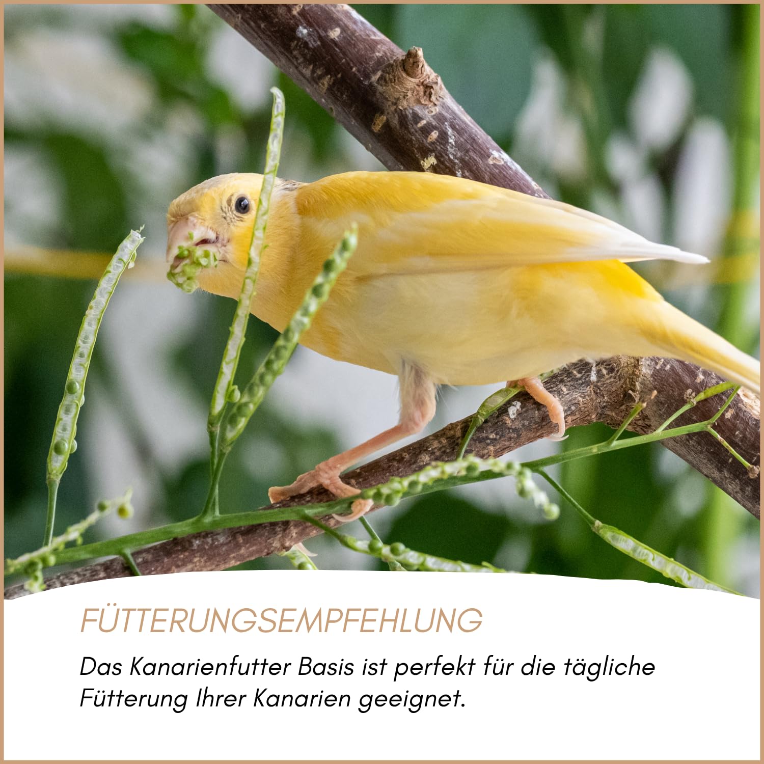 Supravit Kanarienfutter Basis - 25kg Sack schmackhaftes Kanarienvogel Futter - Hauptfutter für Kanarienvögel enthält einen hohen Anteil an Kanariensaat und wertvolle Rübsen