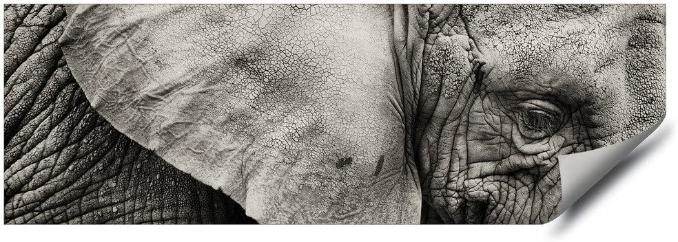 Panoramic Close up of Grey Elephant Ear and Eye HD Vinyl Wall Art Poster Decal Sticker (90" x 30")