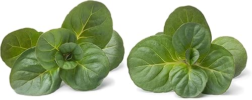 Miniatura 2 de Planta de menta naranja viva (Mentha piperita x citrata) maceta de 2.5 pulgadas, menta bergamota, Eau de Colonia, Hierba infusora aromática de sabor