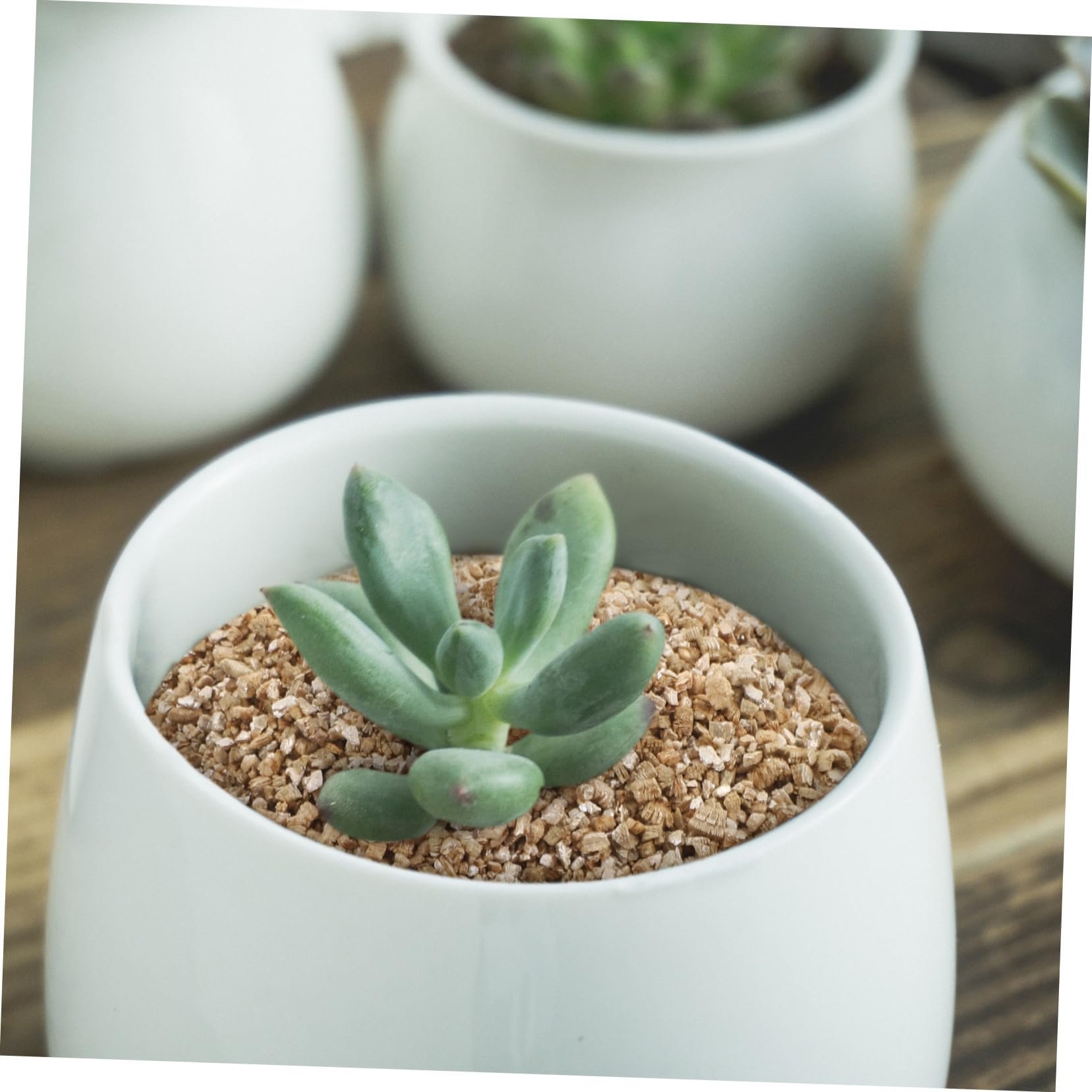 GALPADA Vermiculite fine per Piante e Coltivazione Funghi substrato Neutro PH per germinazione e Sviluppo apparato radicale ritenzione idrica Elevata per Esterno e Coltivazione Indoor