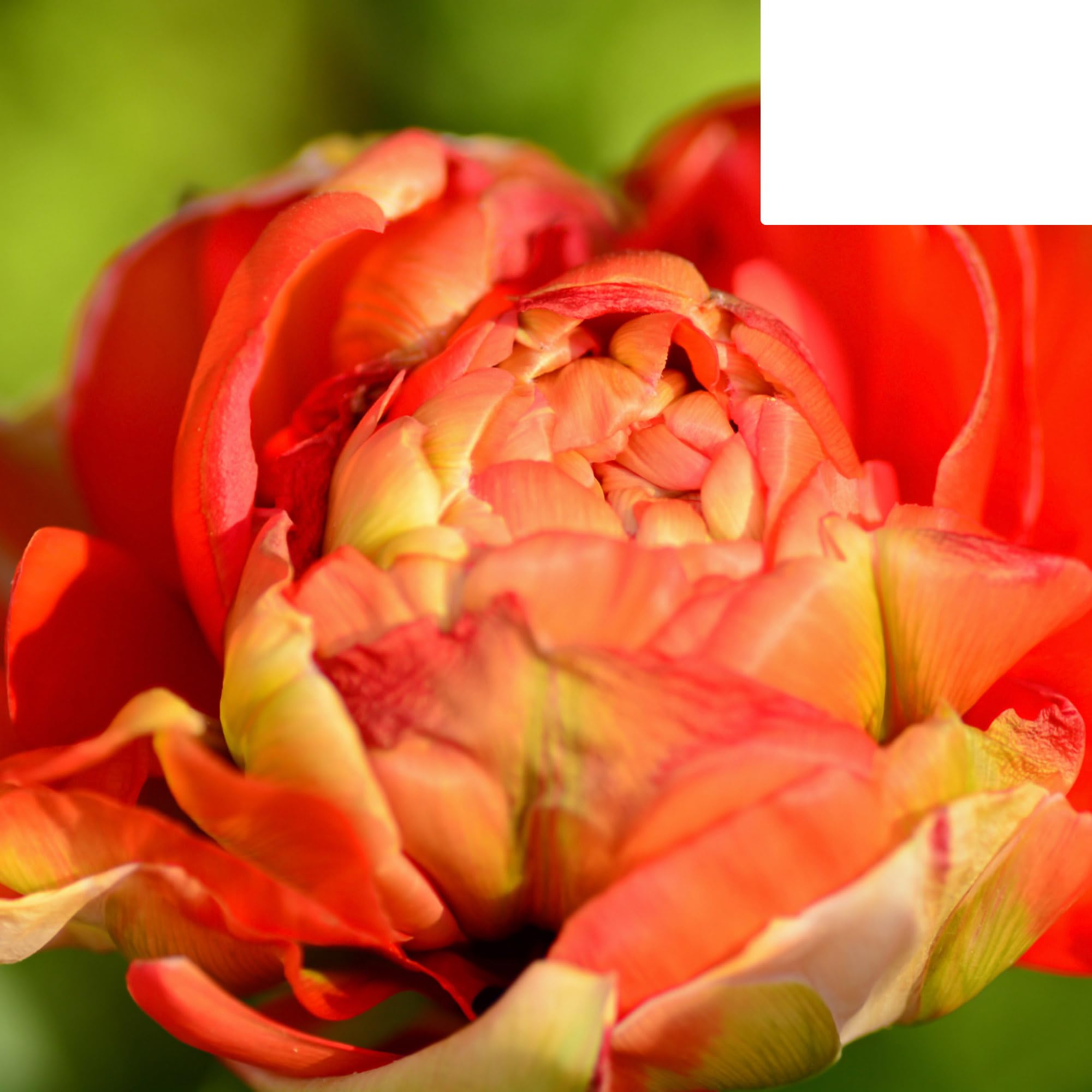 Bulbos de tulipán 'Gudoshnik Double' | 20 Piezas | Tulipán amarillo naranja y rojo de flor doble - 30-50cm - Ø5cm - bulbo de flor - Planta de jardín