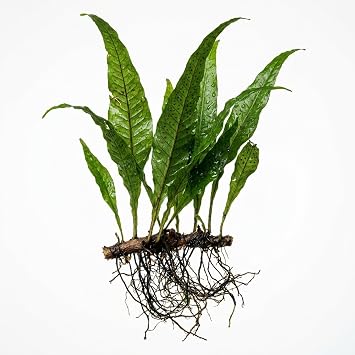 Java Fern Microsorum