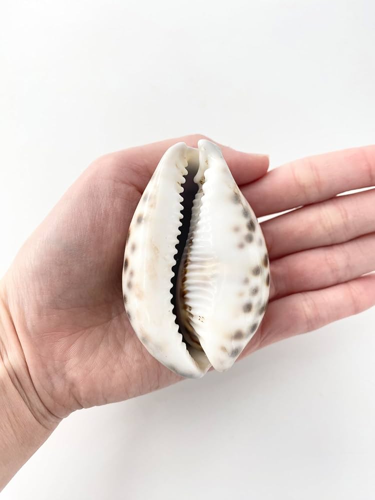 ホシタカラガイ　貝殻 Amazon.co.jp: 【貝殻の問屋さん】シプレアタイガー中