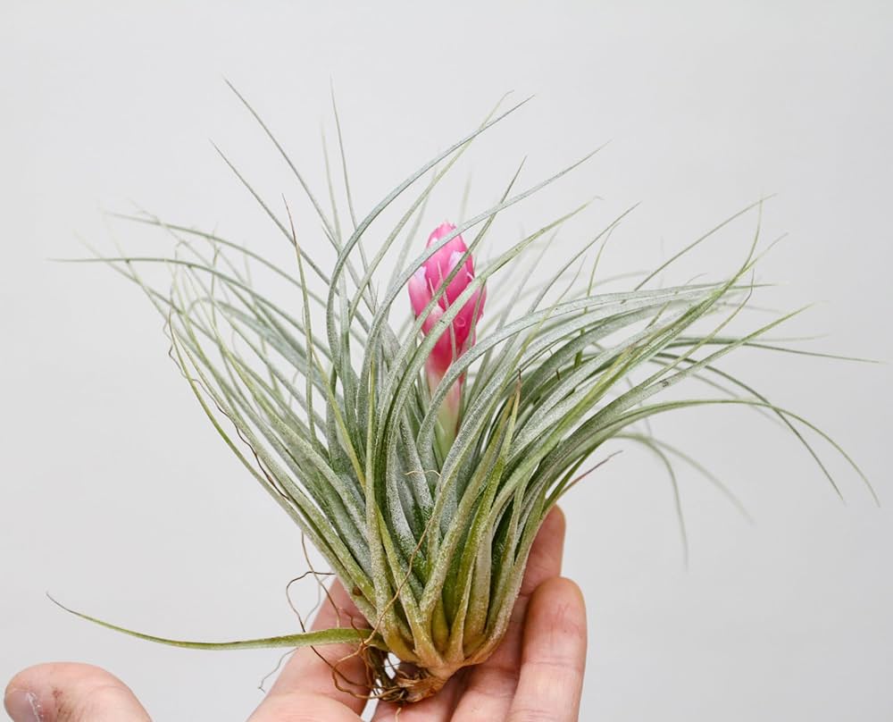 即購入禁止‼️チランジア   コットンキャンディー　花芽終わり 花芽付き♪ Tillandsia チランジア コットンキャンディパープル