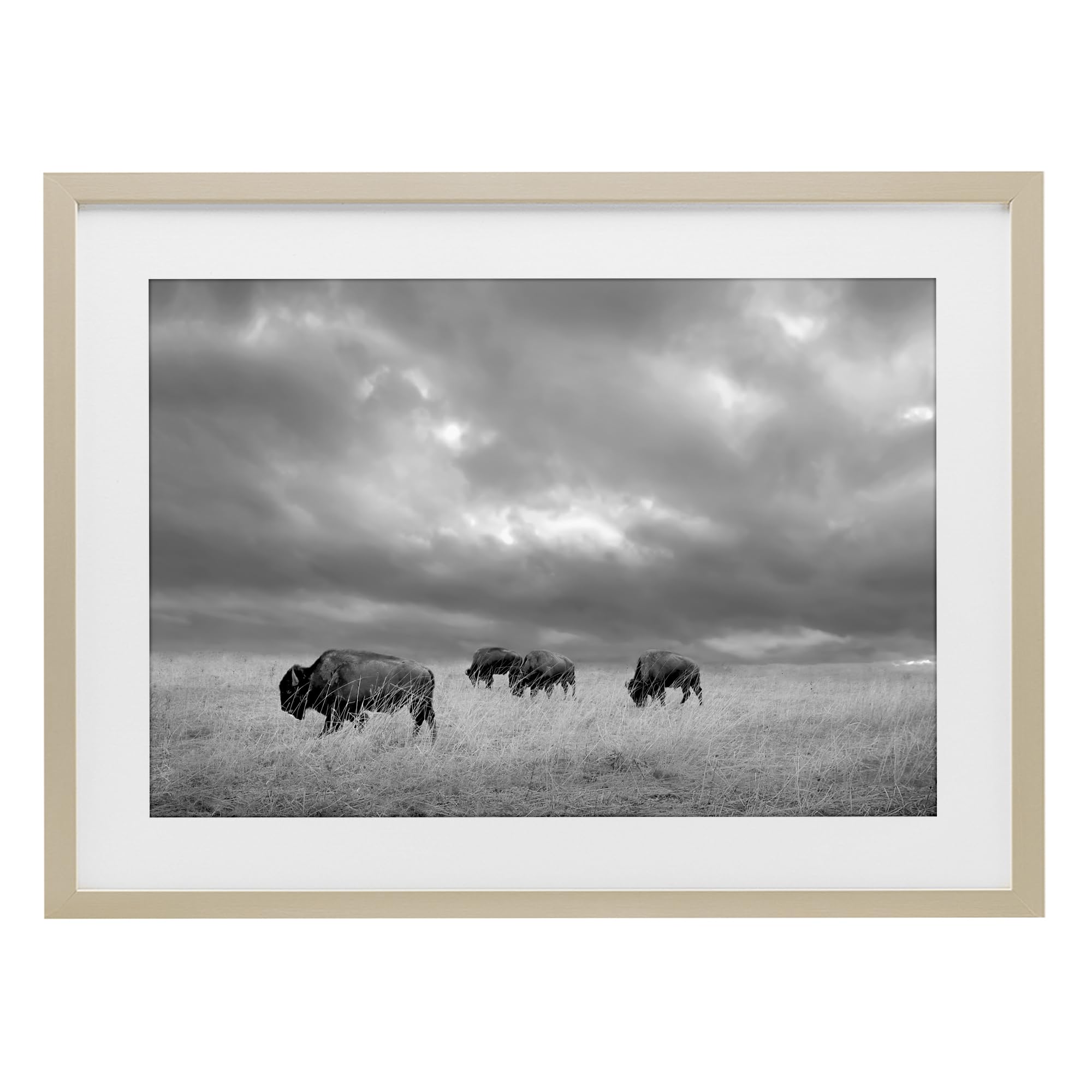 Stupell Industries Harvest Pine (Textured) 'Bisons Under An Autumn Sky'| Framed Print Under Glass