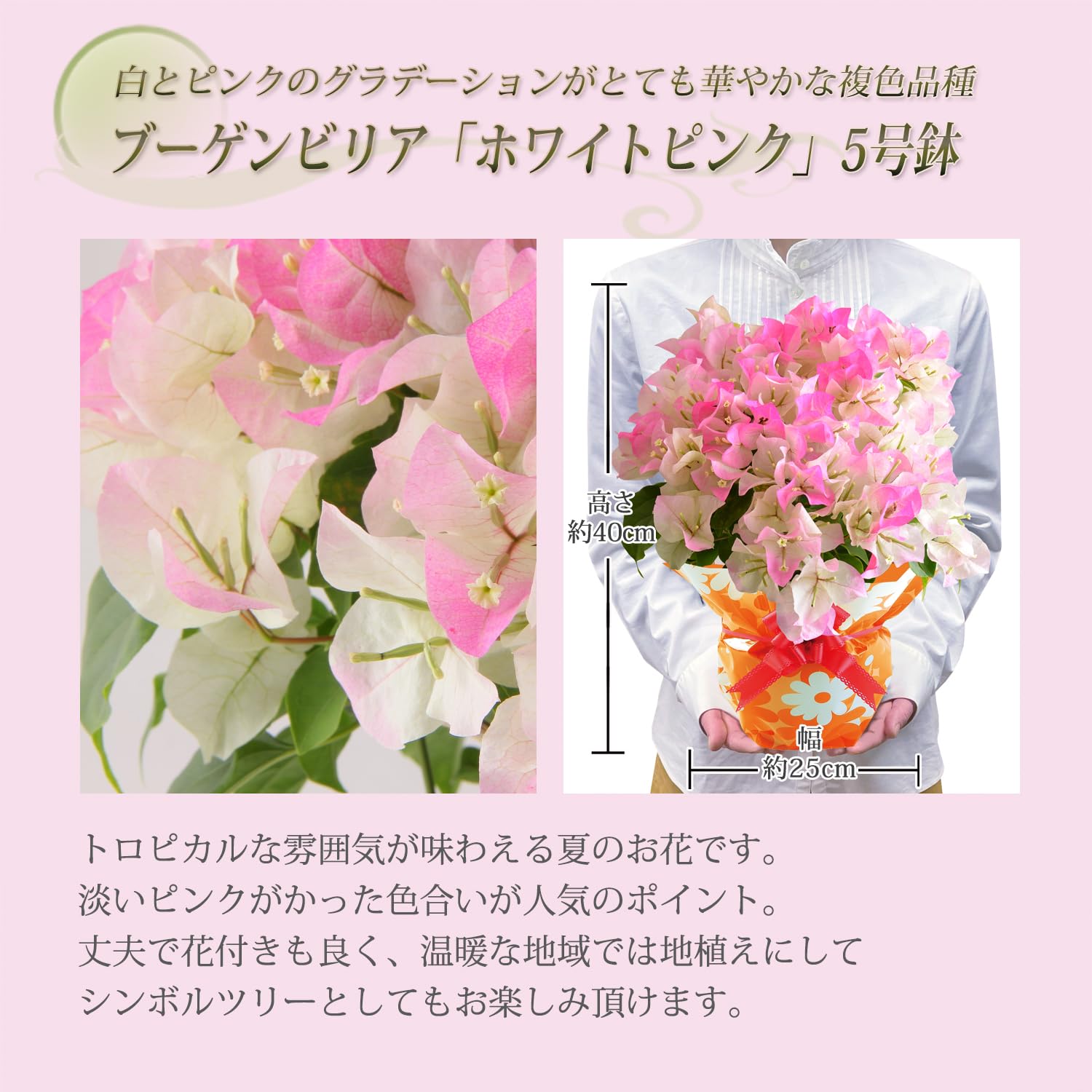 Amazon.co.jp: 花のギフト社 母の日 花 鉢植え ブーゲンビリア