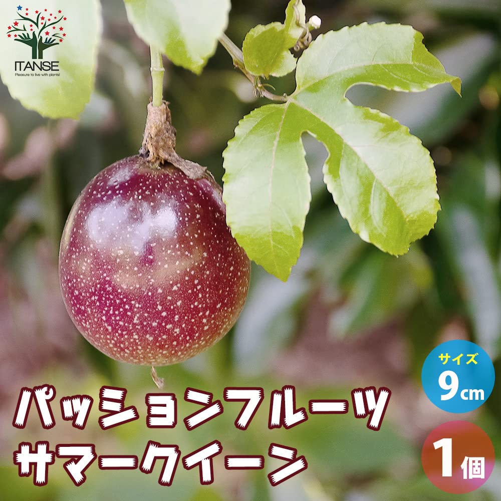 Amazon.co.jp: パッションフルーツ サマークイーン 9cmポット【品種で