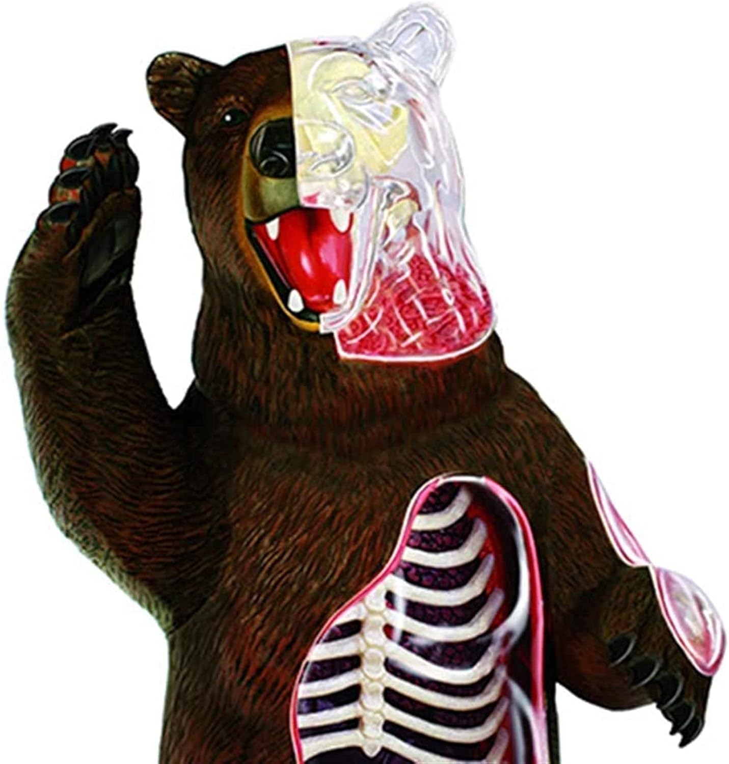 Study Model Educational Model Animal Anatomy Model Anatomical Bear Organ Skeleton Model Plastic Material Bear Structure Model For Medical Educational Training Aid Assembly Toy Medical Models (B) (A
