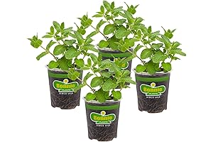 Sweet Mint Live Edible Aromatic Herb Plant
