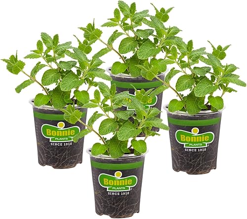 Bonnie Plants Peppermint Live - Planta aromática comestible de hierbas Paquete de 4 apto para mascotas poca luz sombra parcial