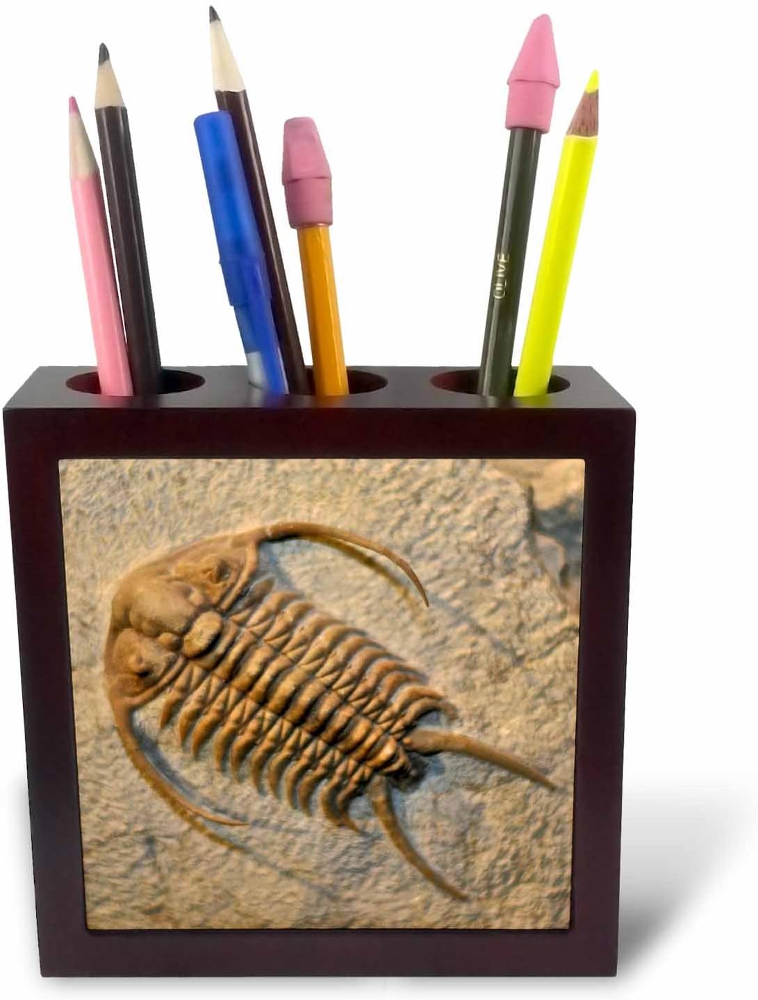 3dRose ph_16704_1 Cheirurus Exsul from The Ordovic Russia-Tile Pen Holder, 5-Inch