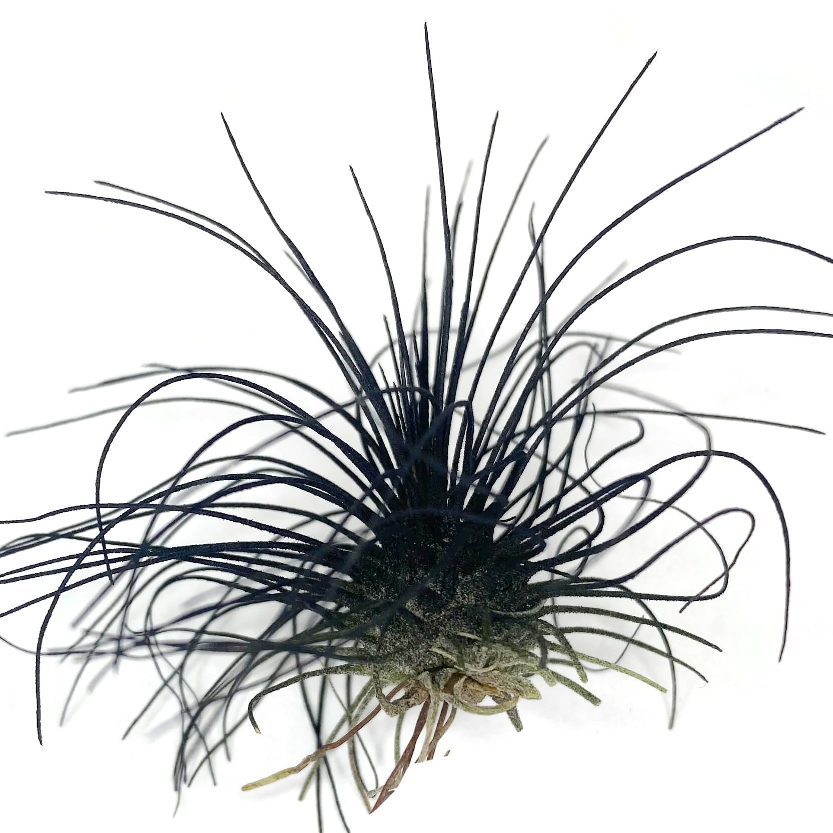 Thin Colored Air Plant, Live Tillandsia House Plant, Easy Care Indoor Outdoor, Great Gift, Healthy Arrival Guaranteed, (Black)