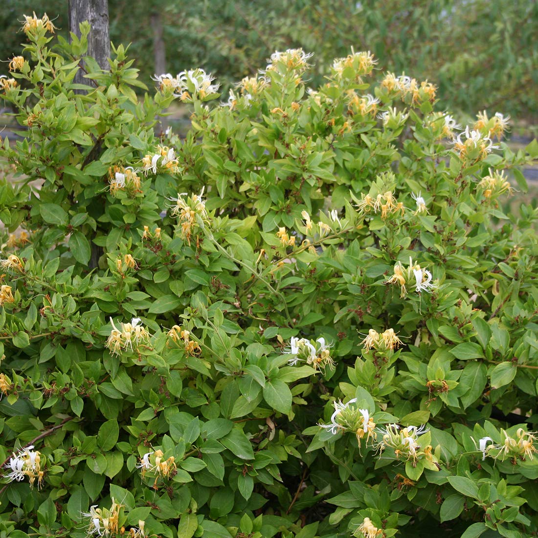 Honeysuckle 'Hall's Prolific' 5060 cm Container  Lonicera japonica  'Hall's Prolific'  Abundant Bloom : Amazon.com.be: Garden