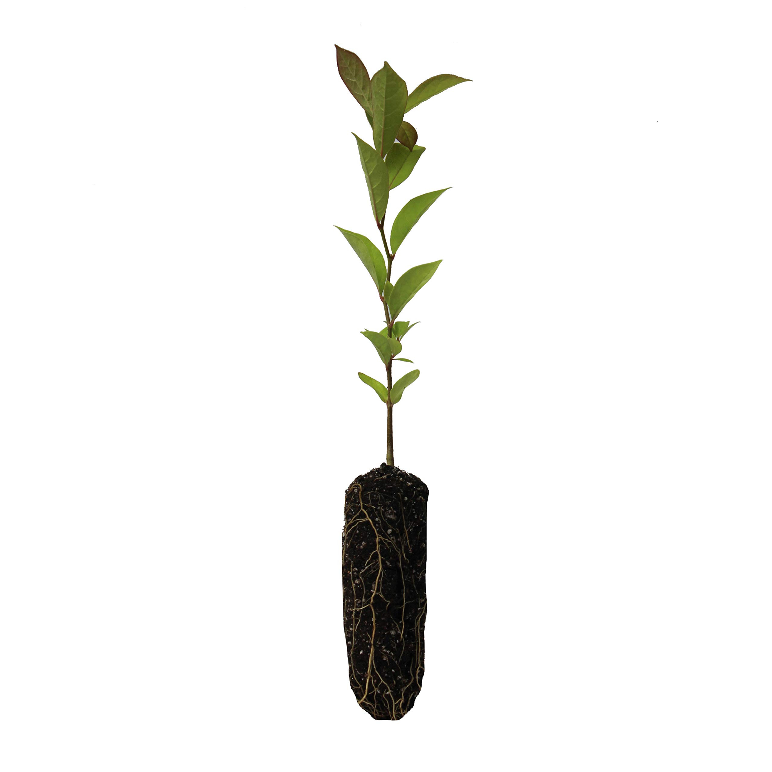 Black Tupelo Seedling by The Jonsteen Company