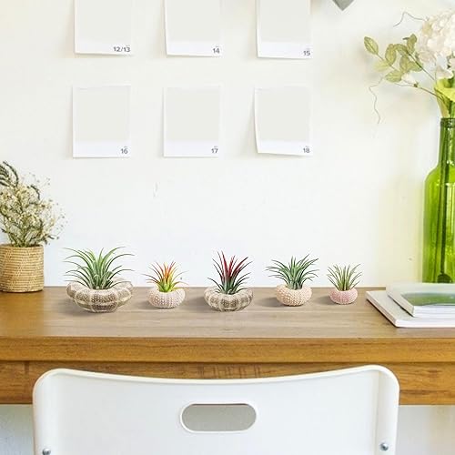 Vista 6 de Paquete de 5 mini soportes para plantas de aire con concha de erizo de mar, maceta decorativa de 1.4 a 3.7 pulgadas, contenedor de exhibición