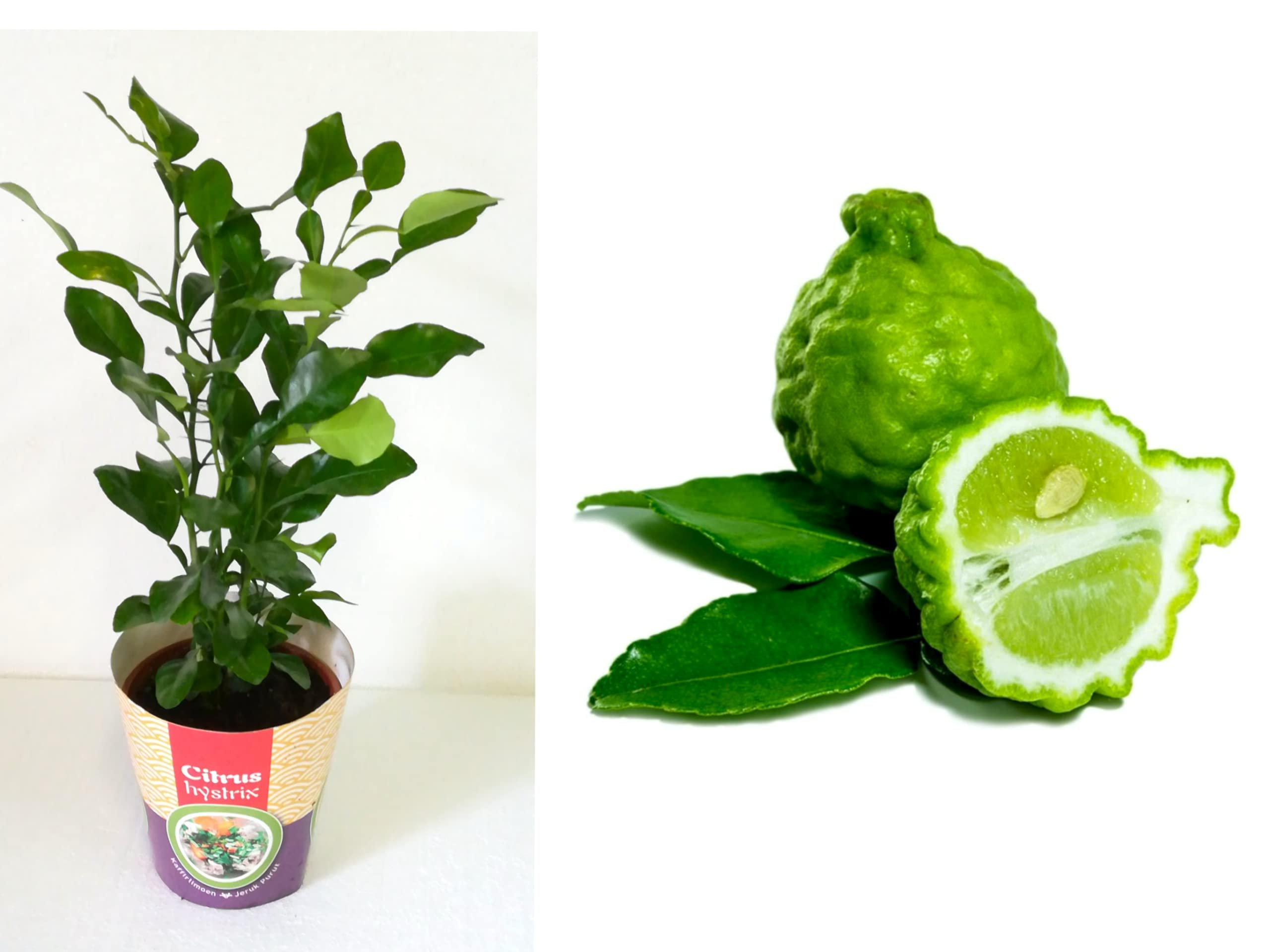 Citrus Hystrix Plant - Kaffir Lime Leaves Tree - Culinary herb Leaves - in 12cm Pot