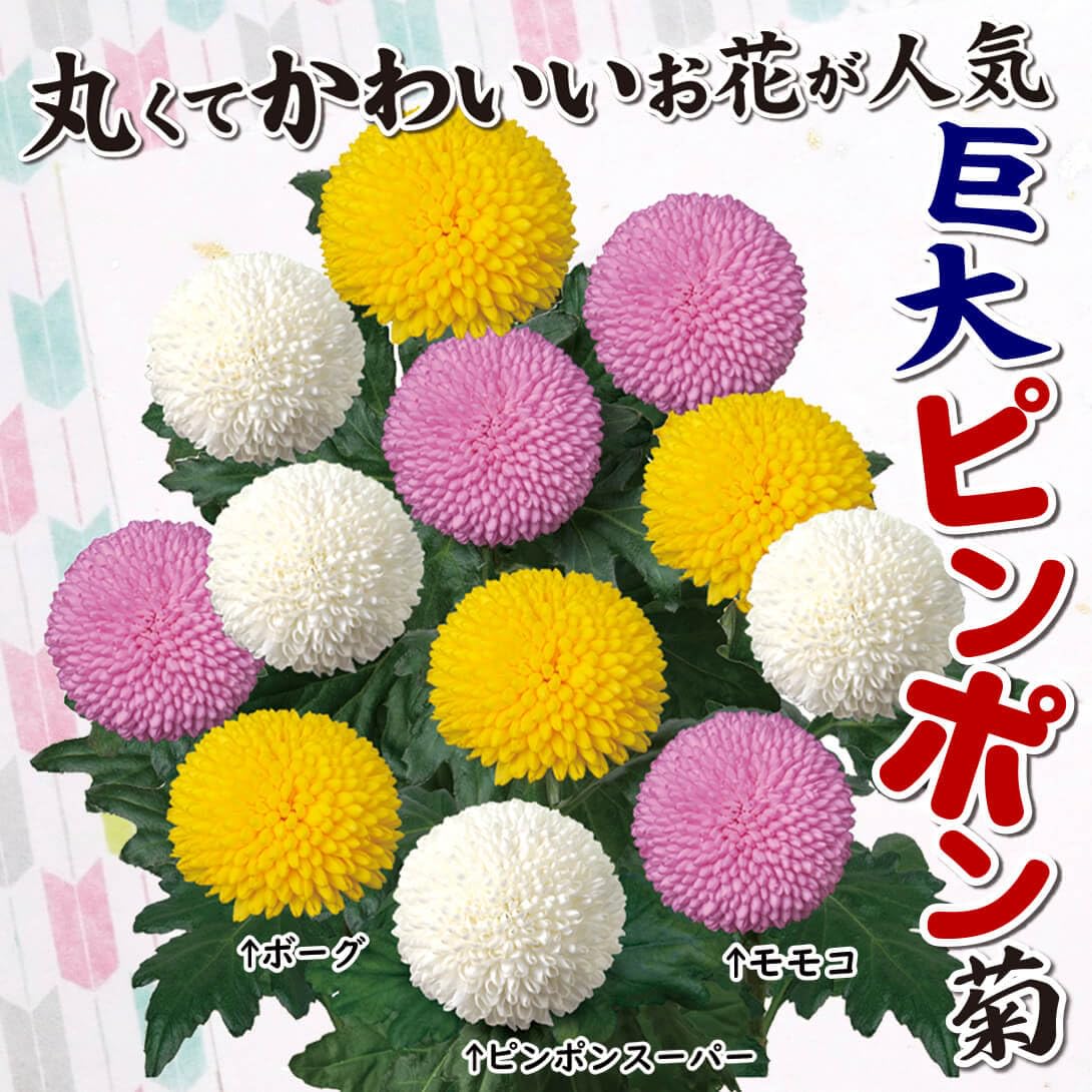 菊 ３種貼り、Ｕ、P、Ｕの贈呈帳よりカットの品 千代切紙 3枚入 組亀甲 (KUMI-KIKKOU)｜モノづくりを楽しむ