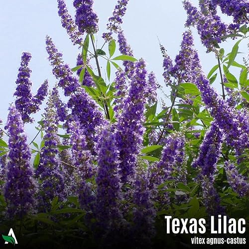 Miniatura 3 de Semillas Texas Lilac (Vitex, árbol casto), 100 unidades, Vitex Agnus-castus
