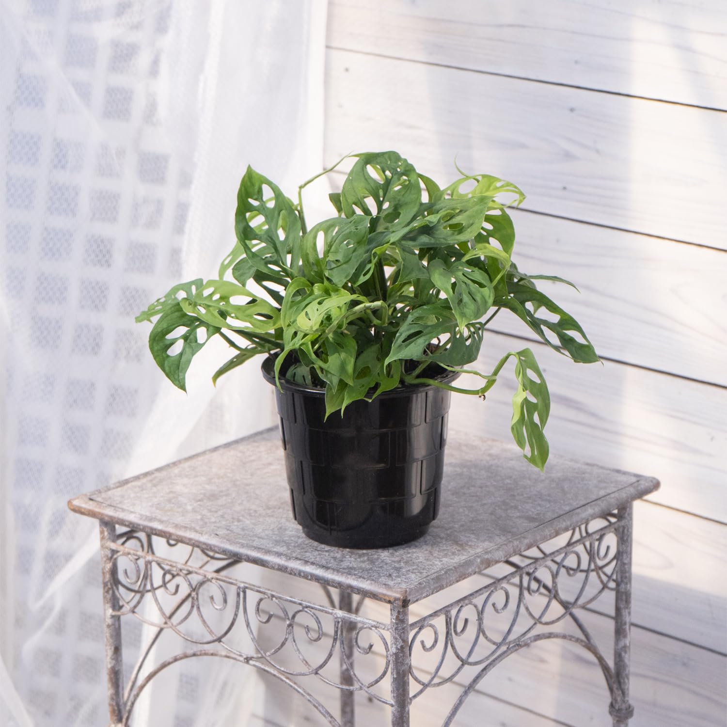 Amazon.co.jp: 観葉植物 モンステラ オブリクア エクスピラータ 5号 吊
