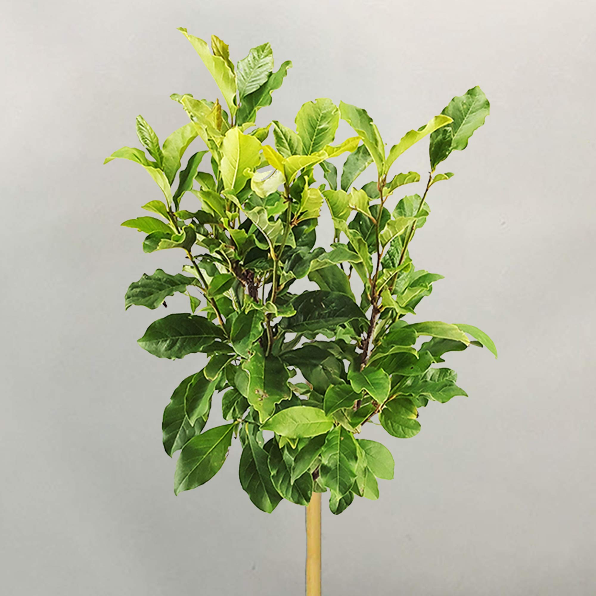 Gardeners Dream Magnolie Baum 'Susan' - Magnolienbaum Winterhart & Mehrjährig - Tulpenmagnolie Baum - Blühende Winterharte Pflanzen für Garten, Kübel & Balkon - 60-90 cm Magnolia Baum im Topf
