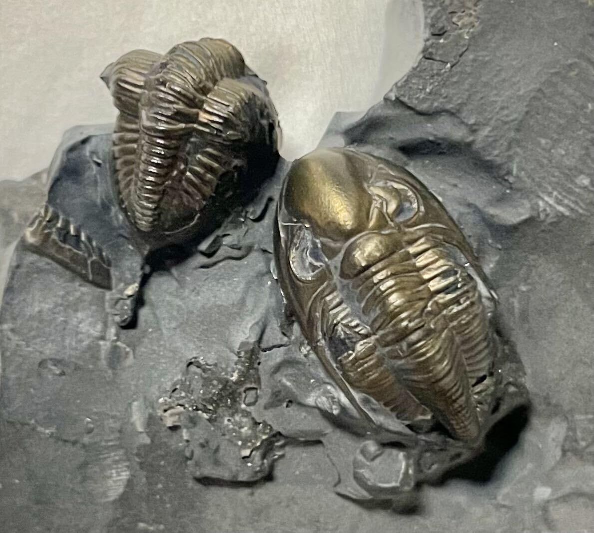 Amazon | 劇完全黄鉄鉱化ダブル三葉虫化石 303 | 化石・発掘 | おもちゃ