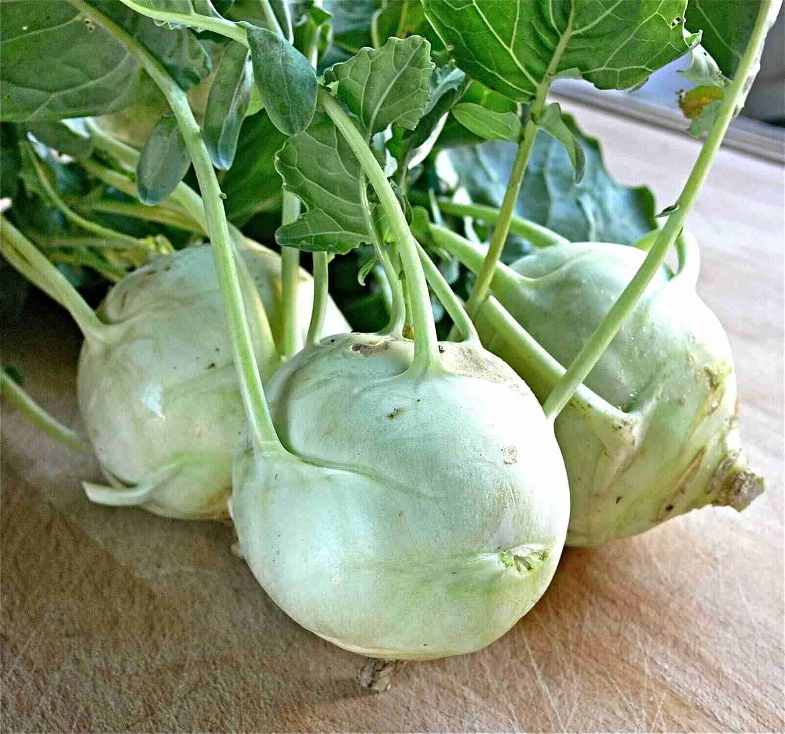 Riesenkohlrabi "Superschmelz" Samen, bis 8 kg schwer, wird nicht holzig (50.000 Samen)