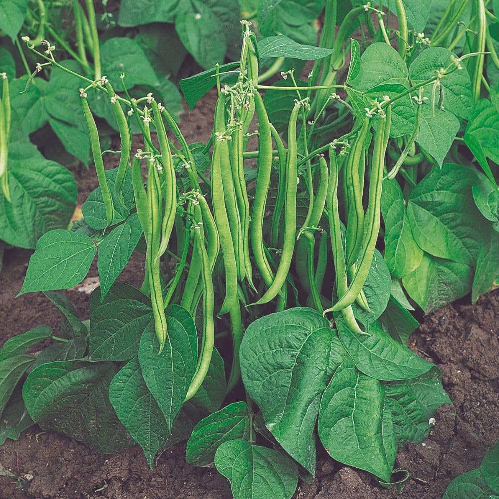 Dwarf French Bean 'Maxi' Organic Seeds – Teepee-Type, Quick-Maturing, Disease-Resistant, Easy-Harvest Pods, 1 x Packet 125 Seeds, By Organic Gardening