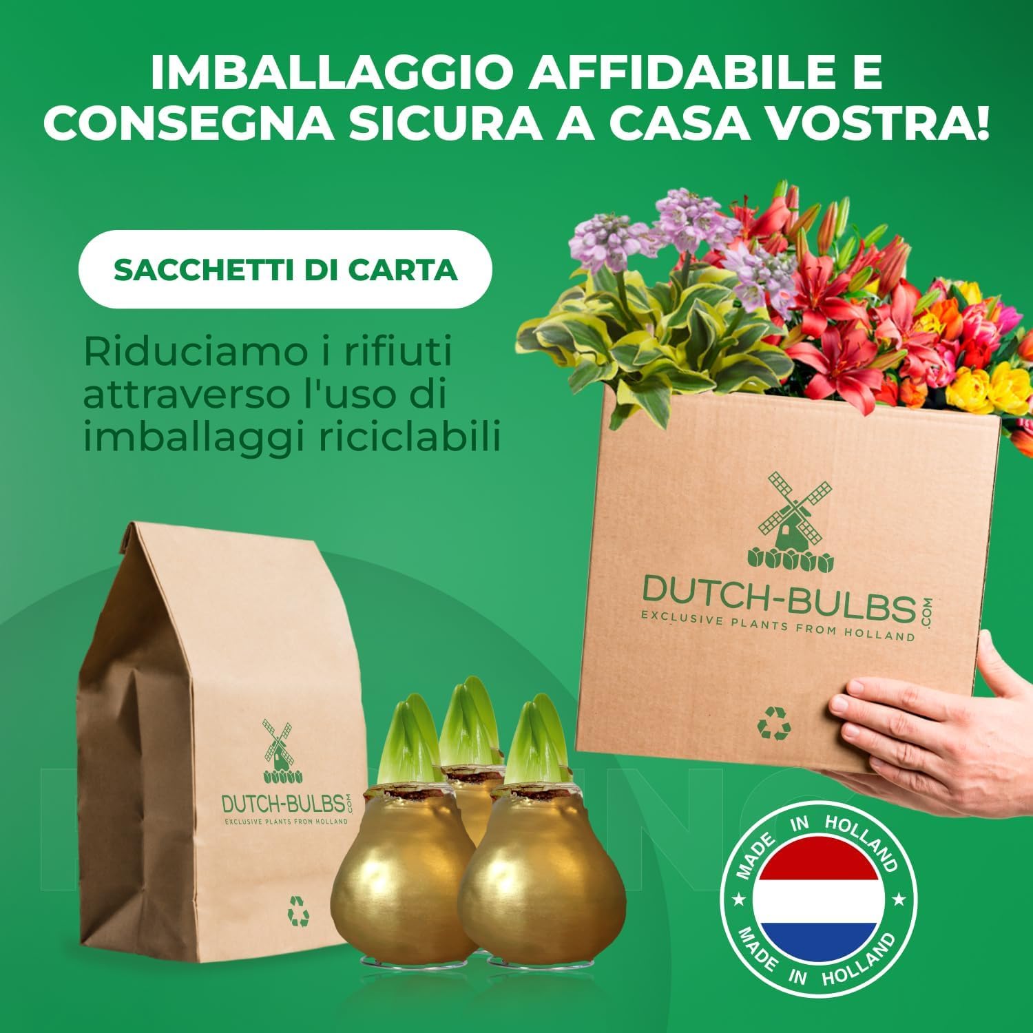 Bulbi di Amaryllis Cera Oro - 2 Bulbi Fiori in Grande Formato 26/28