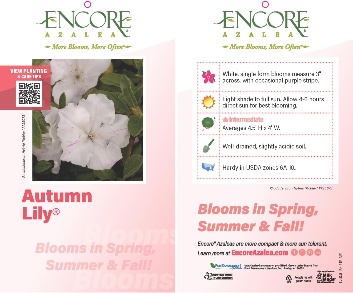 Encore Azalea Autumn Lily (1 Gallon) White Flowering Shrub - Live Full Sun Outdoor Plant